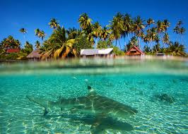 HD wallpaper: Shark under the Lagoon South Pacific, underwater,  south-pacific | Wallpaper Flare