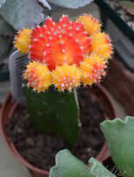 Moon cactus (gymnocalycium mihanovichii) is also called hibotan cactus, ruby ball cactus, or star flowered cactus. Bright Orange And Yellow Lollipop Cactus Gymnocalycium Mihanovichii F Hibotan Grafted Cactus Cacti And Succulents Planting Succulents