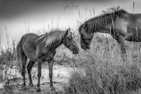 Wild wife is no exception, a couple of the attitudes i agree are outdated but that aside it is excellent. How To Take Your Wife To See The Beach Bears And Wild Horses Destination Wildlife
