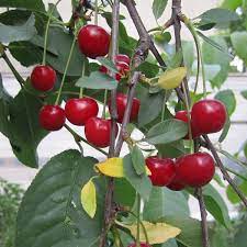 Tart cherry trees need pruning both for training the young plants and for maintaining good yield on mature ones. How To Grow Bing Cherry Trees In Arizona Dengarden