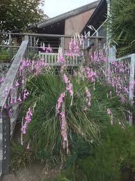Image result for Dierama formosum × plowesii