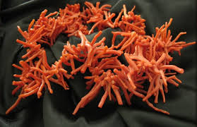 How to mix the color coral. Coral Color Wikipedia