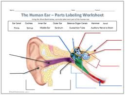 The outer ear is called 'pinna'. Human Eye Ear Diagram Labeling Worksheet Science By Techcheck Lessons