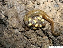 Image result for Macrotyloma rupestre × densiflo