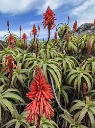 Image result for Aloe carnea