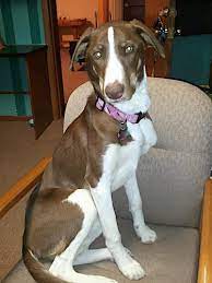 Brown border collie chocolate lab mix. Borador Dog Breed Information And Pictures