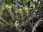 Image result for Strophanthus kombe