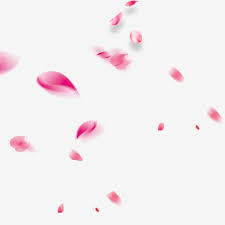 Floating Rose Petals Rose Love Lover Rose Petal Flower Petal Png Transparent Clipart Image And Psd File For Free Download In 2021 Pink Roses Background Flower Backgrounds Rose Petals