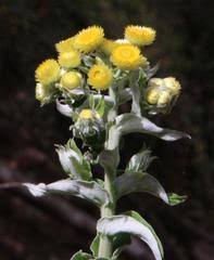 Image result for Psorospermum mechowii