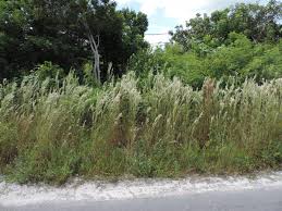 Image result for Andropogon lima