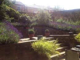 Motif Garden Design Lavender Planting Garden Design Garden Lavender Plant