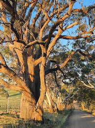 Image result for Eucalyptus cloeziana