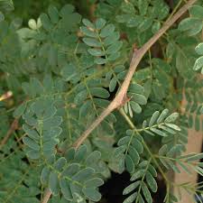 Image result for Acacia burkei