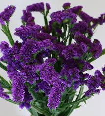 Pin On Flowers