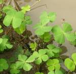 Image result for Marsilea minuta