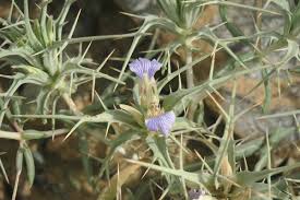 Image result for Blepharis integrifolia