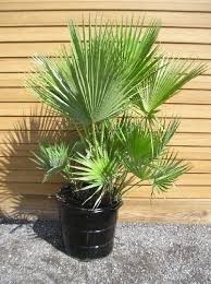 Image result for Acoelorrhaphe wrightii