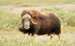Zoo explains pair of euthanized musk oxen were victims of climate change