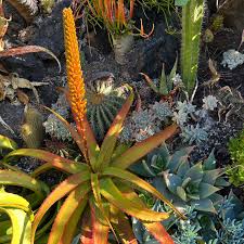 Image result for Aloe tauri