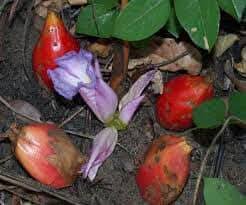 Image result for Aframomum alboviolaceum