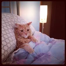 I Love Freshly Laundered Bed Linens Going To Sleep Now I Love Cats Beautiful Cats Cat Nap