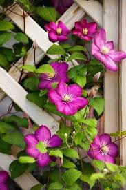 This group will come back strong and will bloom on the new wood. Growing Climbing Clematis The Perennial With Big Flower Power Clematis Clematis Ideas Climbing Clematis Climbing Flowers Clematis Plants