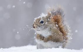 Aufgehende sonne birken wald sibirien raubtier berglandschaft bilder leinwand bildbearbeitung wilde tiere afrika. Herunterladen Hintergrundbild Eichhornchen Niedliche Tiere Winter Schnee Fur Desktop Kostenlos Hintergrundbilder Fur Ihren Desktop Kostenlos