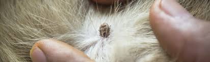 The number after hashtag represents the number of instagram posts for that hashtag. Dog Tick Control Cumberland Veterinary Clinic