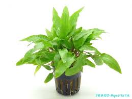 Cryptocoryne wendtii can be very easy to propagate. Wendtscher Wasserkelch Cryptocoryne Wendtii Kaufen