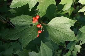 Dwarf, low growing, densely branched foliage color: American Cranberry Bush The Morton Arboretum