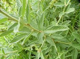 Image result for Eriosema psoraleoides