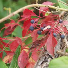 Image result for Parthenocissus quinquefolia