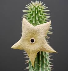 Image result for Hoodia currorii