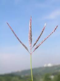 Image result for Bothriochloa radicans