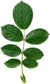 Pin On Leaves