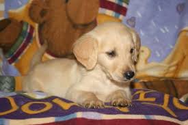 1 year genetic health guarantee, shots up to date with complete health papers. English Cream Golden Retriever Puppies 303 749 0730 For Sale In Sacramento California Classified Americanlisted Com