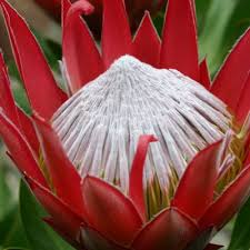 Image result for Protea micans