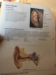 Solved Part B Hearing Ear Anatomy External Anatomy The O Chegg Com