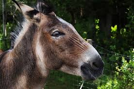 Maybe you would like to learn more about one of these? Zonkey Facts And Beyond Biology Dictionary