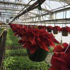 Image result for Coleus