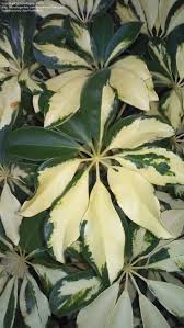 Picture of actual plant you will receive. Plant Identification Closed Shrub Variegated Leaves 1 By Olefogey