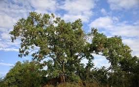 Image result for Secamone stuhlmannii