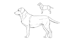 Sketchbook Original: How To Draw Dogs – Monika Zagrobelna