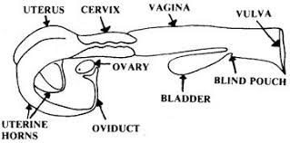 Reproductive Tract Of The Cow Physiology Anatomy And Physiology Anatomy