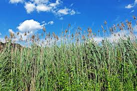 Image result for Phragmites