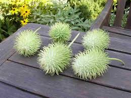 Image result for Cucumis