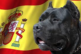 Find a perro de presa canario puppy from reputable breeders near you and nationwide. Exclusive And Genuine Perro De Presa Canario Puppies Socalpresa Presa Canario Breeder