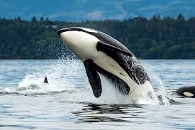 Orca Facts and much more. Discover them now on SEEtheWILD