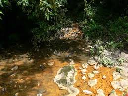 Image result for Pouteria adolfi-friederici