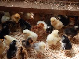 My wife and i just love murray mcmurray hatchery. Buying And Saving With Friends End Of Day Hatchery Specials Backyard Poultry